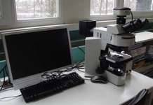 Optical microscopy (Olympus BX41)